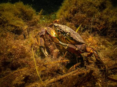 Güzel bir deniz ortamındaki yengecin yakın plan fotoğrafı. Fotoğraf: Öresund, Malmö İsveç