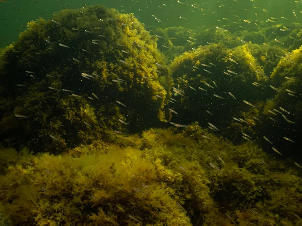 En sund havsmiljö i Öresund. Grönt havsvatten med stenar täckta av gula alger. Gott om småfisk i vattnet — Stockfoto