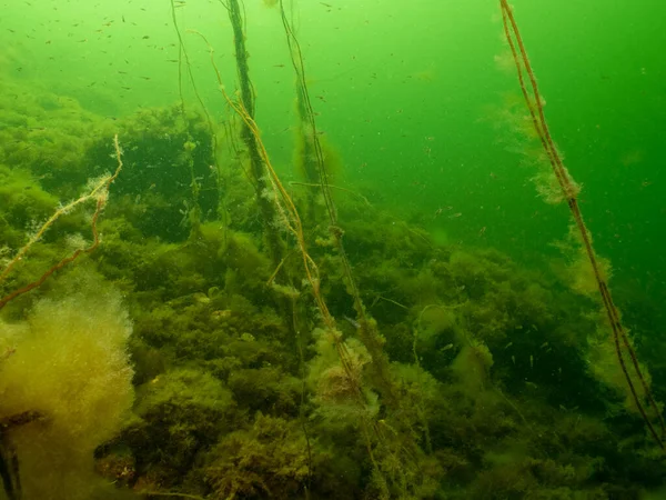 En frisk havsutsikt från Öresund Malmö. Gott om småfisk. Sjögräs och grönt kallt vatten — Stockfoto