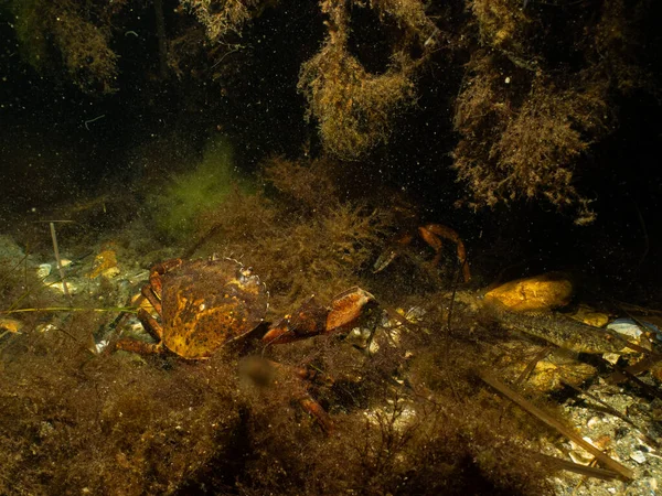 Een close-up van een krab in een prachtige mariene omgeving. Foto uit Oresund, Malmö Zweden — Stockfoto