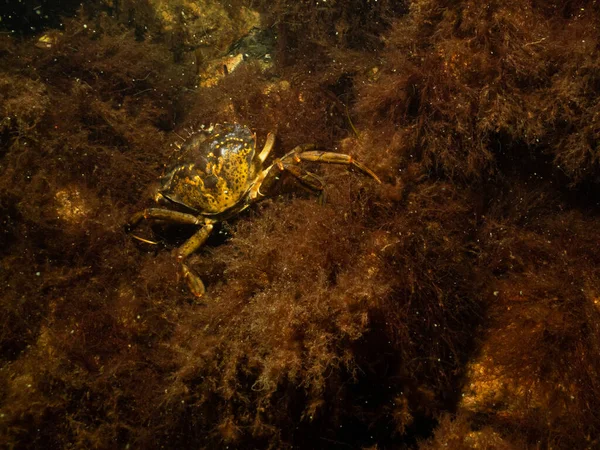 A closeup underwater picture of two crabs on a stone covered with seaweed. Picture from Oresund, Malmo Sweden