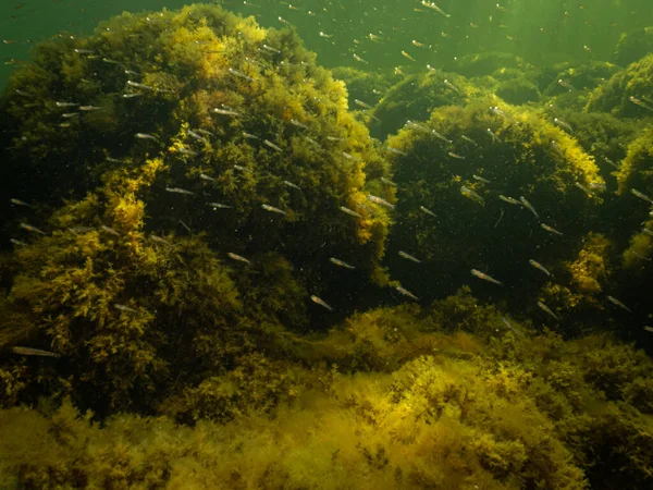 En sund havsmiljö i Öresund, Sverige. Grönt havsvatten med stenar täckta av gula alger. Gott om småfisk i vattnet — Stockfoto