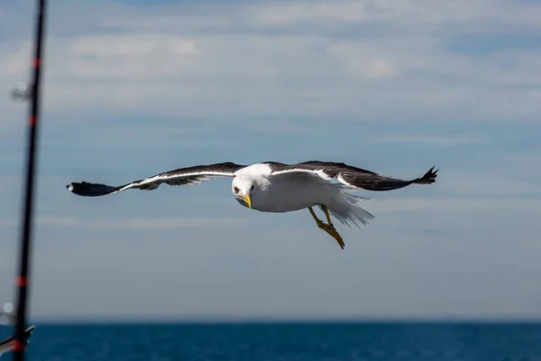 Imagen de una gaviota voladora cerca de un barco pesquero. cielo azul con manchas de nubes en el fondo — Foto de Stock