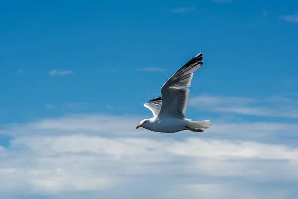 Imagen de una gaviota voladora. Cielo azul claro con algunas manchas de nubes en el fondo — Foto de Stock