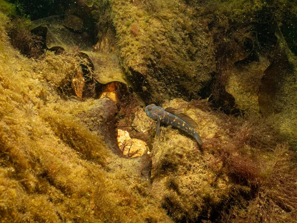 A closeup picture of a Black Goby, Gobius niger, in a beautiful marine environment. Picture from Oresund, Malmo Sweden — Stock Photo, Image