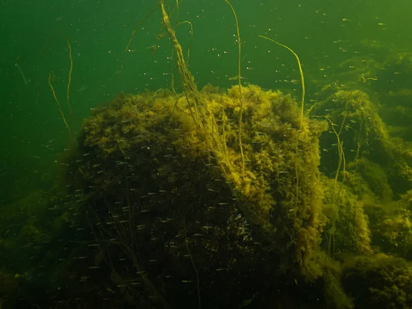 Een gezond marien milieu in The Sound, Zweden. Groen oceaanwater met stenen bedekt met geel zeewier. Veel kleine visjes in het water — Stockfoto