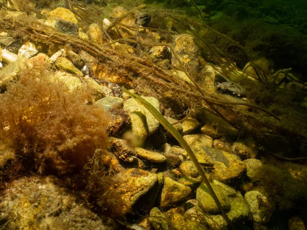 Dichtbij een foto van een Straightnose pipefish, Nerophis ophidion. Foto uit Oresund, Malmö Zweden — Stockfoto