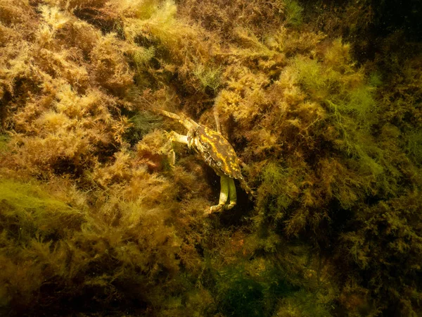 En närbild av en krabba under vattnet. Bild från Öresund, Malmö — Stockfoto