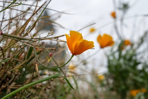Krásná oranžová květina na poli. Rozmazané pozadí. Obrázek z Malmö, Švédsko — Stock fotografie