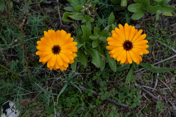 フィールド上の2つの美しいオレンジの花。緑の背景。スウェーデン・マルモの写真 — ストック写真