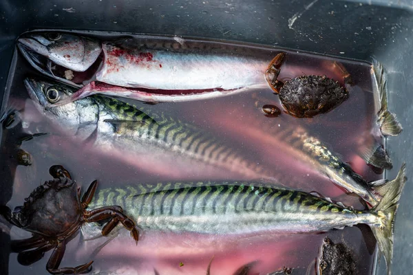 Ein frischer Fang von Makrelen und Krebsen in einem Eimer — Stockfoto