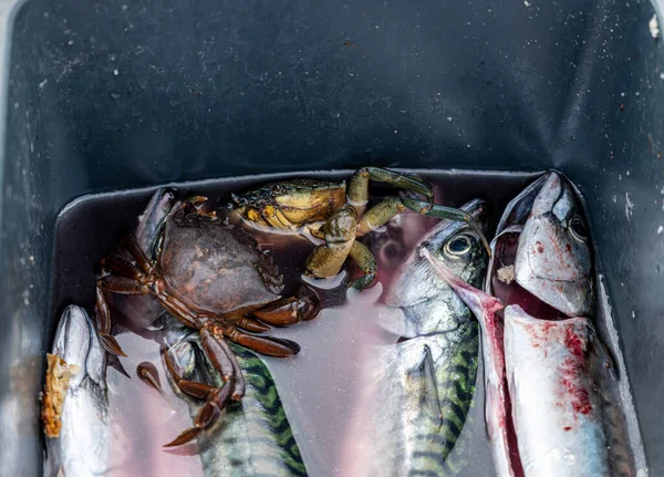 Ένα φρέσκο ψάρι με σκουμπρί και καβούρια σε έναν κουβά — Φωτογραφία Αρχείου