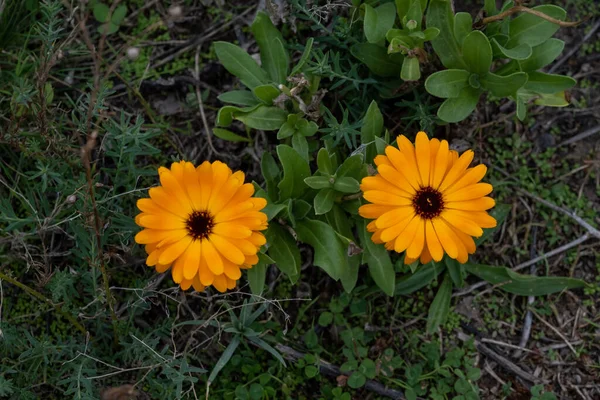 Two beautiful orange flowers on a field. Green background. Picture from Malmo, Sweden — Stock Photo, Image