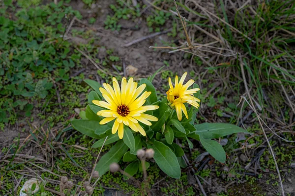 Dvě krásné žluté květy na poli. Zelené pozadí. Obrázek z Malmö, Švédsko — Stock fotografie
