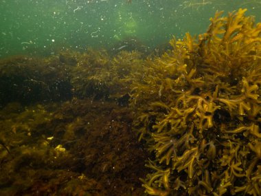 Kuzey Avrupa 'da sağlıklı bir deniz ortamında, Fucus vesiculosus' un güzel Mesane Wrack 'ın yakın plan fotoğrafı. Fotoğraf: Öresund, Malmö İsveç
