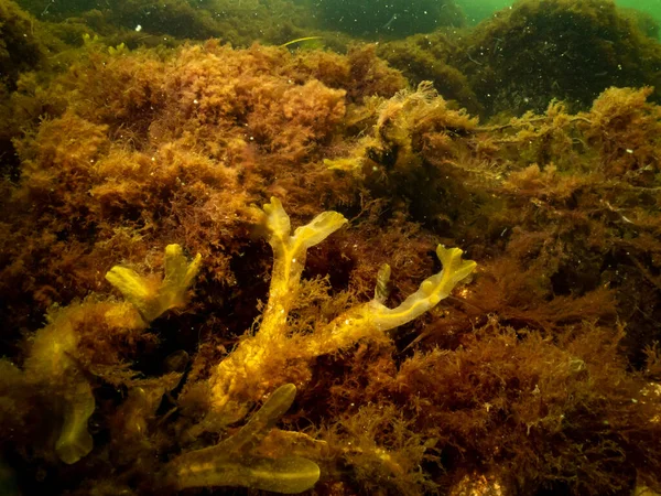En närbild av vackra Bladder Wrack, Fucus vesiculosus, i en hälsosam nordeuropeisk havsmiljö. Bild från Öresund, Malmö — Stockfoto
