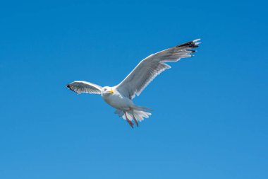Uçan bir martı resmi. Arkaplanda açık mavi gökyüzü
