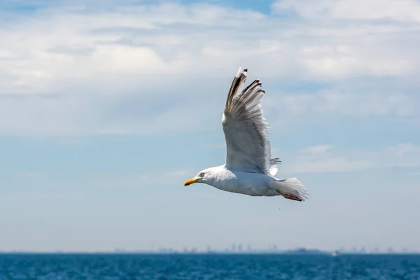 Imagen de una gaviota voladora cerca de un barco pesquero. cielo azul con manchas de nubes en el fondo — Foto de Stock