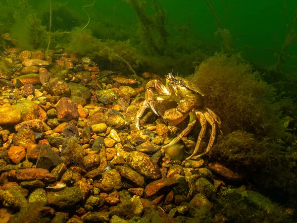 En närbild av en krabba i en vacker marin miljö. Bild från Öresund, Malmö — Stockfoto