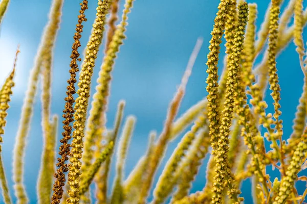 Closeup picture of yellow wild grass with seed. Blue sky background. Picture from Malmo, Sweden