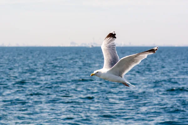 Imagen de una gaviota voladora cerca de un barco pesquero. cielo azul con manchas de nubes en el fondo — Foto de Stock