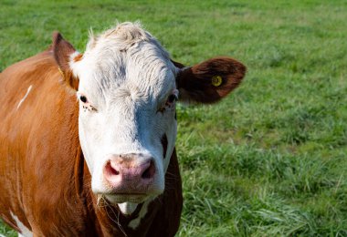 Beyaz ve kahverengi bir buzağı. Fotoğraf: İskandinav, Güney İsveç