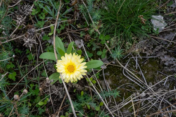 Krásná žlutá květina na poli. Zelené pozadí. Obrázek z Malmö, Švédsko — Stock fotografie