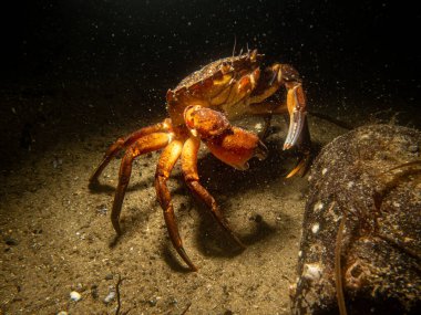 Bir yengeç ve şişenin yakın plan sualtı fotoğrafı. Fotoğraf: Öresund, Malmö İsveç
