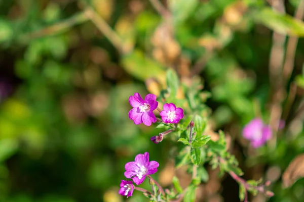 A close up picture of pink, red flowers. Green, blurry background — Stock Photo, Image