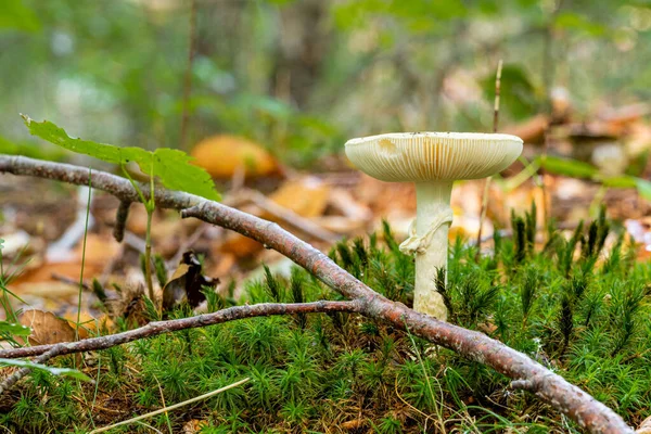 森林中真菌的特写图片。明亮的绿色，模糊的背景 — 图库照片