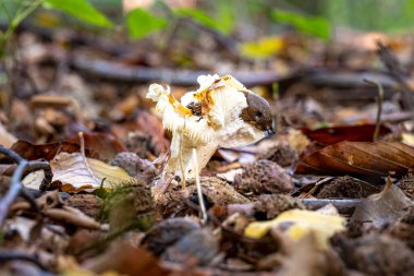 İsveç 'in güneyindeki İskandinav ormanında siyah bir sümüklü böcek veya siyah bir Arion.