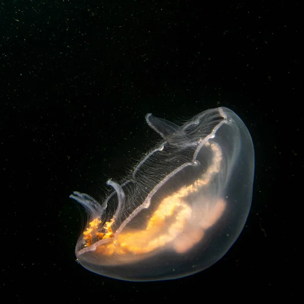 An amazing Jellyfish appears like glowing of fire in cold black ocean water. Picture from The Sound, Malmo Sweden — Stock Photo, Image