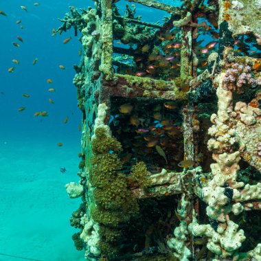 Balık kaynayan yapay bir resif. Fotoğraf Mısır 'dan, Kızıl Deniz' den