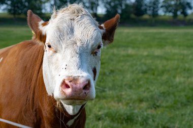 Beyaz ve kahverengi bir buzağı. Fotoğraf: İskandinav, Güney İsveç