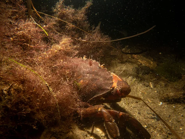 A closeup underwater picture of a crab and a bottle. Picture from Oresund, Malmo Sweden