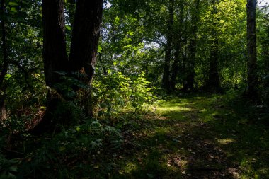 Güneş ışığıyla aydınlatılmış güzel yeşil bir orman ormanı. Fotoğraf İsveç 'in İskandinav ilçesinden.