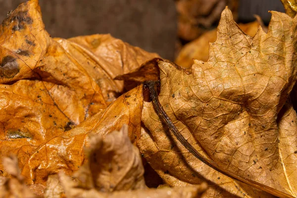 Een close-up foto van herfst gele bladeren. Foto uit Scania provincie, Zuid Zweden — Stockfoto