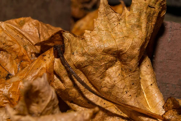 Een close-up foto van herfst gele bladeren. Foto uit Scania provincie, Zuid Zweden — Stockfoto