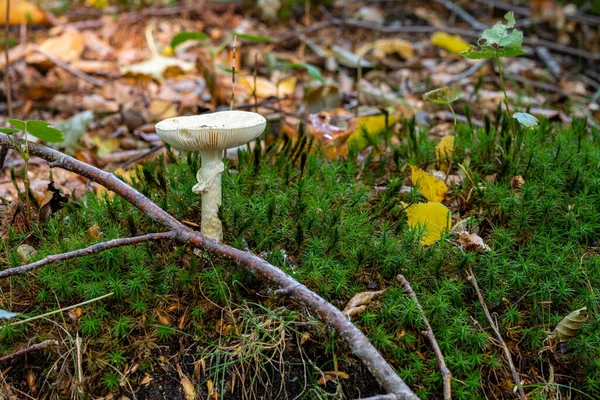 Uma imagem de perto de um fungo numa floresta. Verde brilhante, fundo embaçado — Fotografia de Stock
