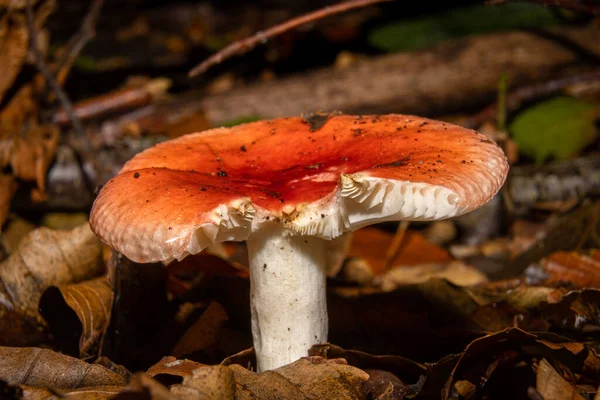 森林中橙色真菌的特写图片。背景上有深褐色和橙色的叶子.照片来自瑞典马尔默Bokskogen — 图库照片