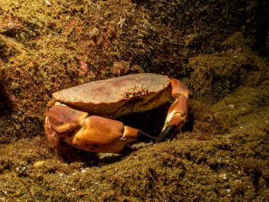 Yengeç yengeci ya da kahverengi yengeç olarak da bilinen Yengeç Pagurusu 'nun yakın plan fotoğrafı. Fotoğraf İsveç 'in batısındaki Weather Adaları' ndan.