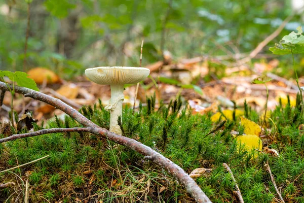 Uma imagem de perto de um fungo numa floresta. Verde brilhante, fundo embaçado — Fotografia de Stock