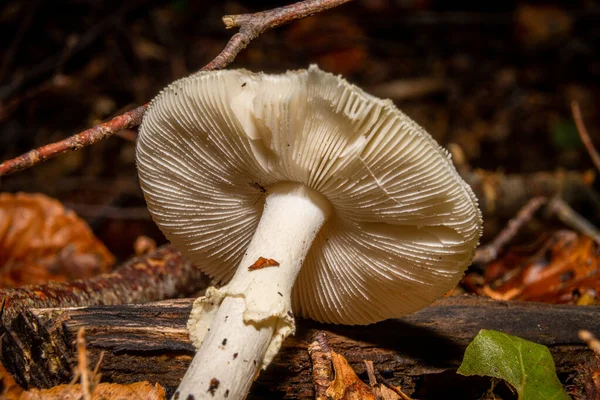 Eine Nahaufnahme eines Pilzes in einem Wald. Dunkelbraune und orange Blätter im Hintergrund. Bild aus Bokskogen, Malmö, Schweden — Stockfoto