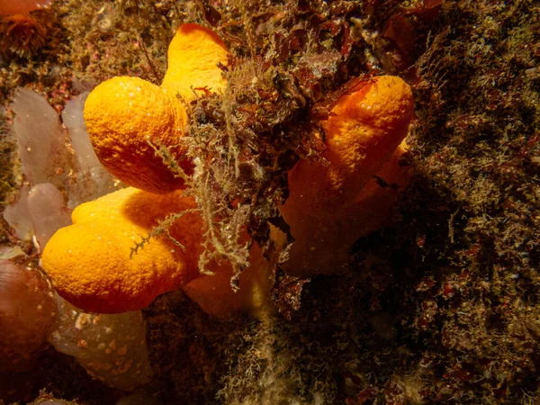 A closeup picture of the soft coral dead mans fingers or Alcyonium digitatum. Picture from the Weather Islands, Skagerrak Sea, Sweden — Stock Photo, Image