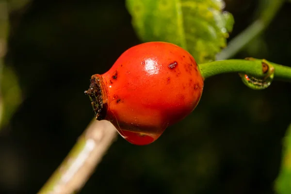 A closeup picture of red rose hip with a water droplet. Green leaves and dark background. Picture from Scania county, southern Sweden — Stock Photo, Image