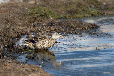 Kahverengi ördek. Su yansımaları