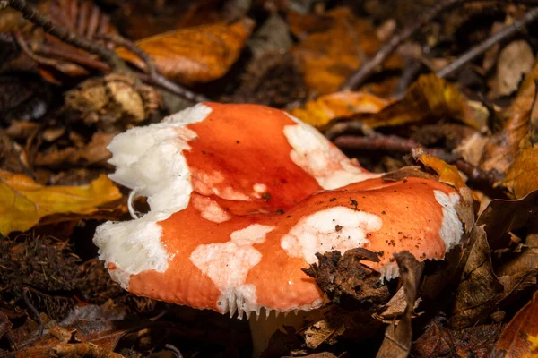 Uma imagem de perto de um fungo numa floresta. Musgo verde no fundo. Imagem de Bokskogen, Malmo, Suécia — Fotografia de Stock