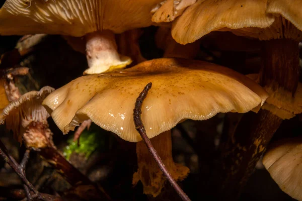 Крупный план грибка в лесу. Темно-коричневые и оранжевые листья на заднем плане. Фото из Bokskogen, Malmo, Швеция — стоковое фото