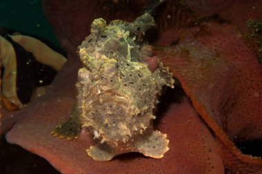 Deniz ortamında saklanan boyalı bir kurbağa balığı, Antennarius Pictus. Fotoğraf: Puerto Galera, Filipinler