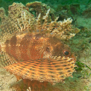 Dendrochirus brachypterus, cüce aslan balığı, ya da Filipinler 'deki mercan resiflerindeki kısa omurga akrep balığı. Fotoğraf: Puerto Galera